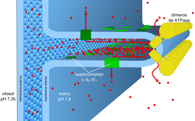 File:Fosforilación oxidativa.svg - Wikimedia Commons