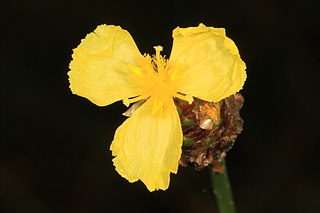 <i>Xyris fimbriata</i> Species of yelloweyed grass