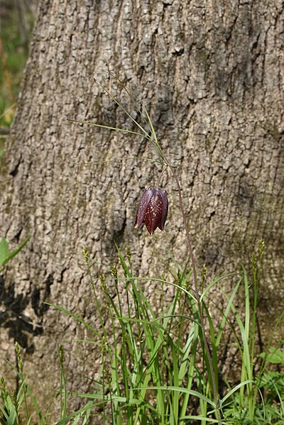 File:Fritillaria ussuriensis 72038553.jpg