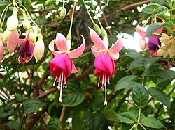 Fuchsia.jpg‍