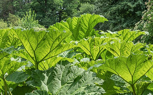 Gunnera manicata in Göttingen