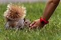 Image 395Gabriel feeding an eastern gray squirrel (Sciurus carolinensis), Boston Common, Boston, Massachusetts, US