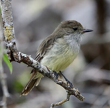 Myiarchus magnirostris