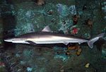 Миниатюра для Суповая акула (Galeorhinus)