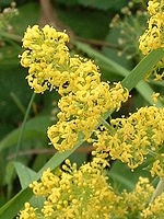 Galium verum (L.) Lady's Bedstraw, a typical English chalk downland plant Galium verum01.jpg