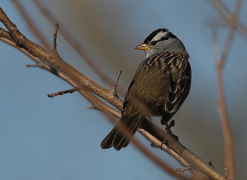 File:Gambel's White-crowned Sparrow - 52505915956.jpg