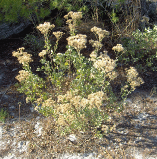 <i>Garberia</i> Genus of flowering plants