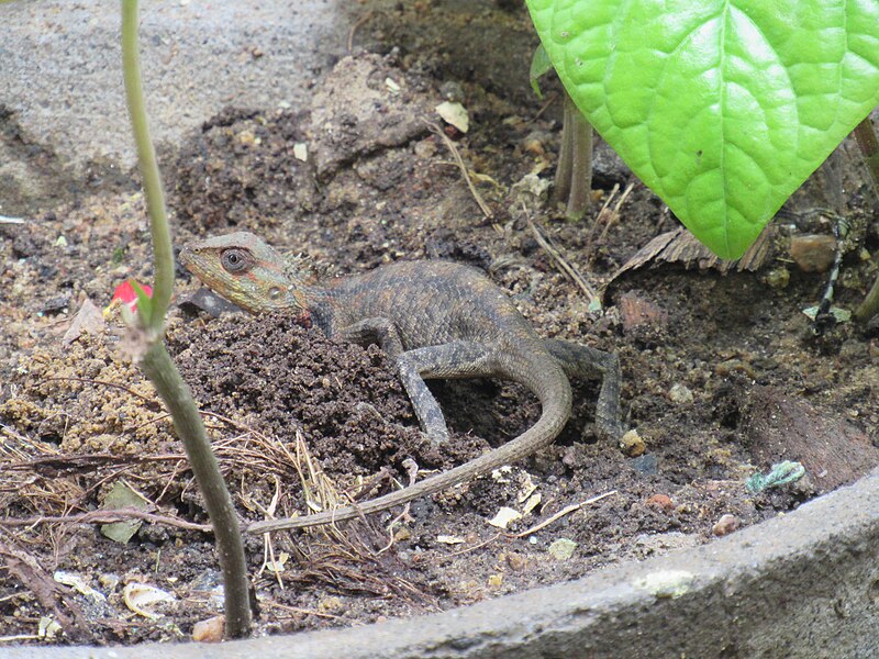 File:Garden Lizard in Sand.jpg