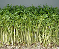 Obična grbaštica Lepidium sativum