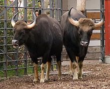 Gaur (Bos gaurus).