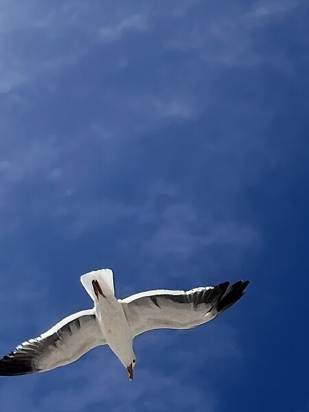 File:Gaviota en vuelo 04.jpg