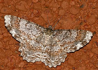 <i>Epimecis detexta</i> Species of moth