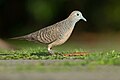 Zebra Dove (Geopelia striata) , Chinese Garden, Singapore