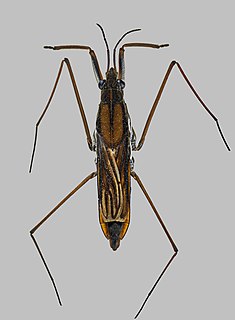 <i>Gerris lateralis</i> Species of true bug