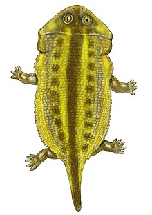 Life restoration of Gerrothorax pulcherrimus Gerrothorax22DB.jpg