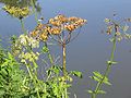 The giant hogweed causes a burning pain