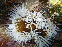 Matapouri.jpg-де Giant Shore Anemone (Oulactis magna)