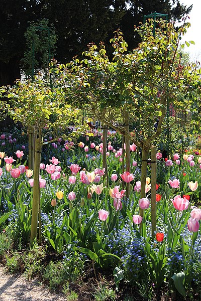 File:Giverny, Fondation Claude Monet, jardin7.jpg