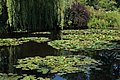 Jardin d'eau de la Maison de Monet à Giverny