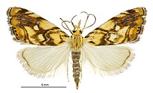 Glaucocharis selenaea female.jpg