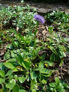 Globularia Trichosantha: Descripción, Propiedades, Taxonomía