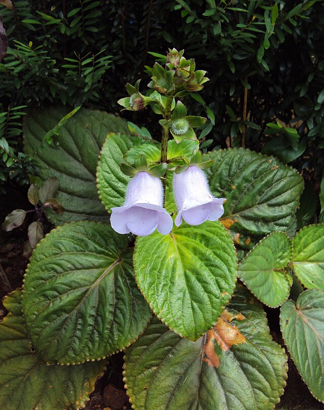 Gloxinia (genus) - Wikipedia