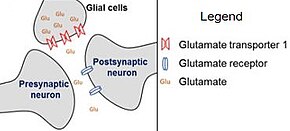 Tripartite Synapse: Presynaptic neuron, Postsynaptic neuron, and Glial cells Glutamate reuptake via EAAT2 (GLT1).jpg