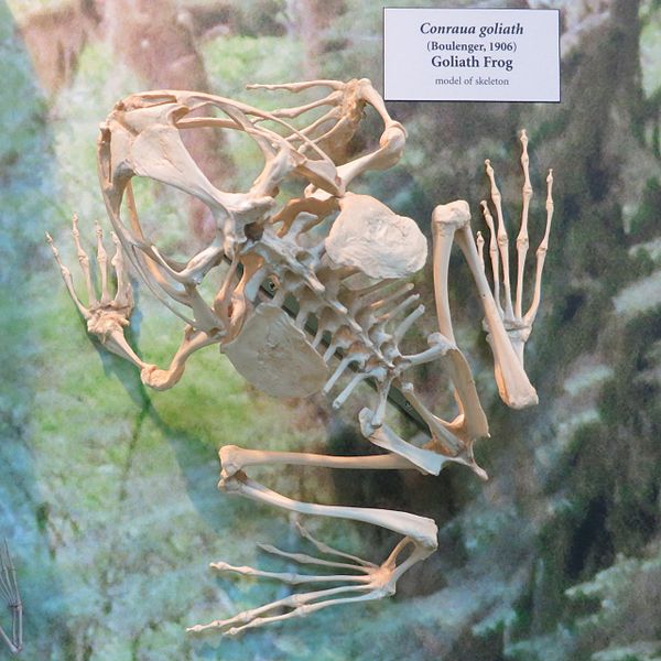 File:Goliath frog skeleton.jpeg