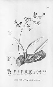 plate 68 Gomesa widgrenii (as syn. Oncidium widgrenii), Gomesa nitida (as syn. Oncidium nitidum)