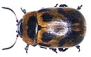 Gonioctena viminalis (Linné, 1758).jpg