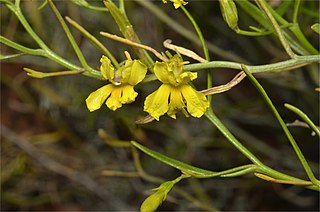 <i>Goodenia vernicosa</i> Species of plant