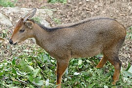 Grauer Goral (Naemorhedus goral)