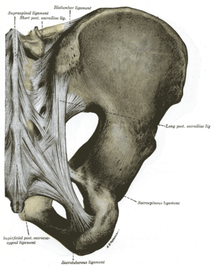 Iliosakralgelenk: Anatomie, Bewegungen, Erkrankungen