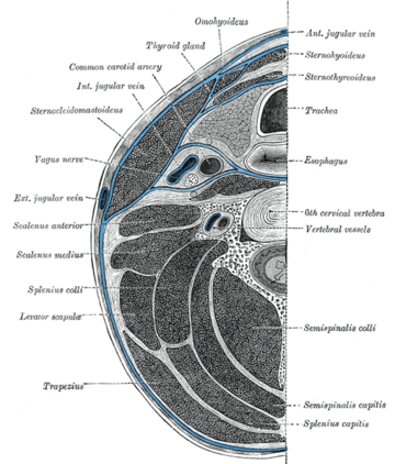 Alar fascia