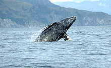 Gray whale Merrill Gosho NOAA2 crop.jpg