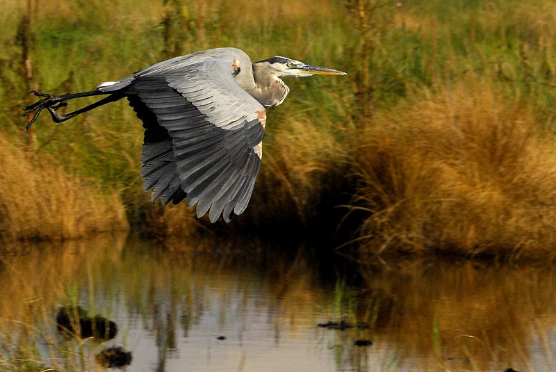 File:Great Blue Heron at Lake Woodruff - Flickr - Andrea Westmoreland (4).jpg