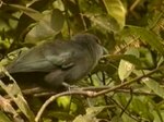 Fil:Green-billed Malkoha.ogv