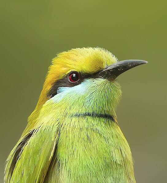 File:Green Bee Eater SM.jpg