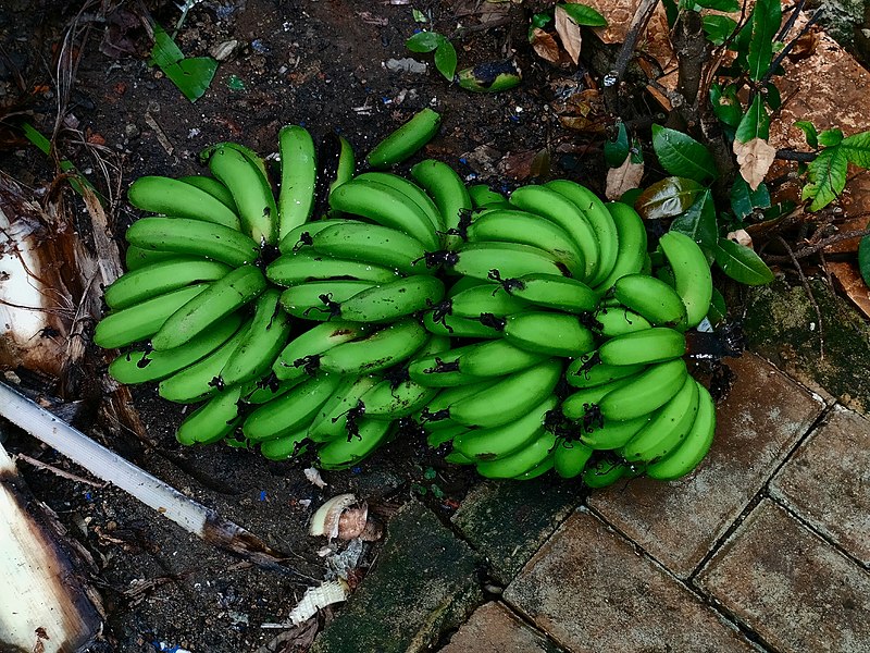 File:Green raw bananas - Underexposed.jpg