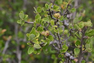 <i>Grewia robusta</i> Species of flowering plant