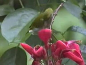 File:abu-Abu-breasted Spiderhunter.ogv