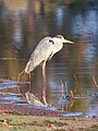 * Nomination Grey heron (Ardea cinerea), South Luangwa National Park, Zambia --Tagooty 02:43, 21 December 2023 (UTC) * Promotion  Support Good quality. --XRay 03:37, 21 December 2023 (UTC)