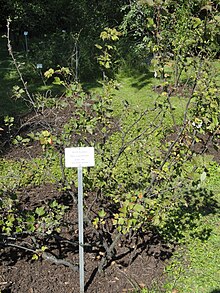 Grossularia purpusii - Grădina Botanică din Kaisaniemi, Helsinki - DSC03475.jpg