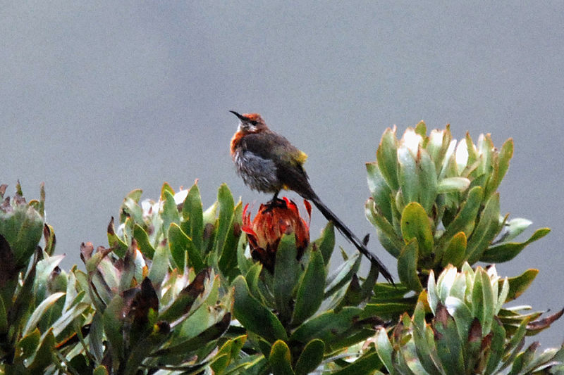 File:Gurneys Sugarbird (Promerops gurneyi) on flower, from side.jpg