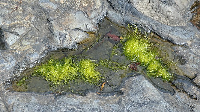 Gutweed (Ulva intestinalis)