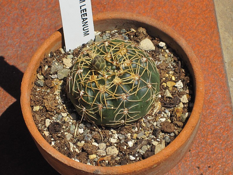 File:Gymnocalycium leeanum.JPG