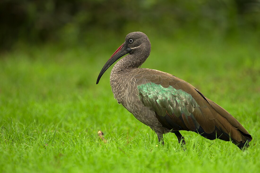 File:Hadeda Ibis Portrait.jpg