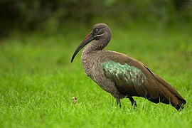 Hadada ibis