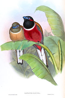 Red-naped trogon Species of bird