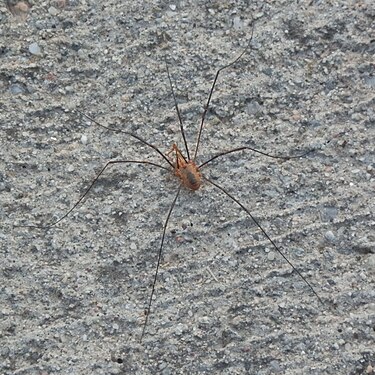 A spider in northern Lombardy, missing one leg